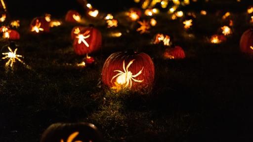 spiders carved into lit pumpkins